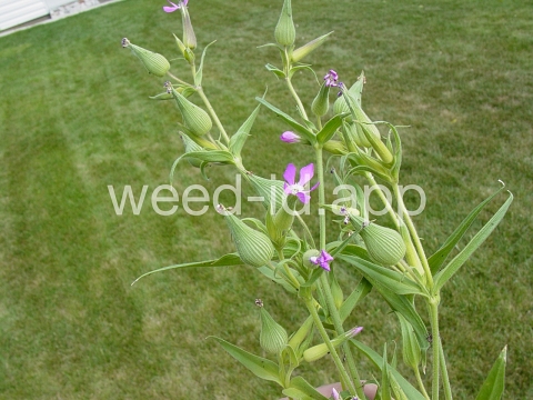 catchfly, cone